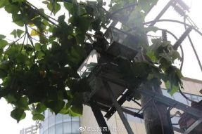 雁江供電公司修理10kV中晶二線上樹枝，變身“伐木工”