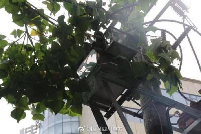 雁江供電公司修理10kV中晶二線上樹枝，變身“伐木工”