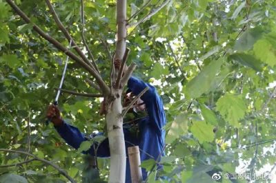 對輸配電線路開展專項隱患排查，集中清理低壓線路旁的超高樹木