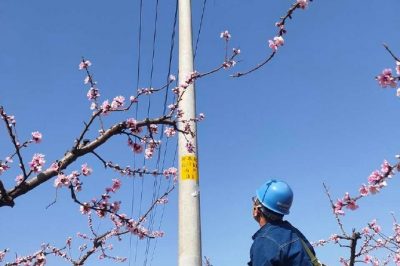 柳泉桃花節(jié) “電小二”配合政府保電忙